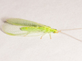 Chrysoperla pallida
